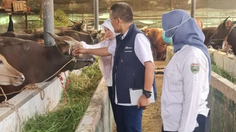 TPID Dorong Stabilitas Harga Hewan Kurban tanpa Rugikan Peternak