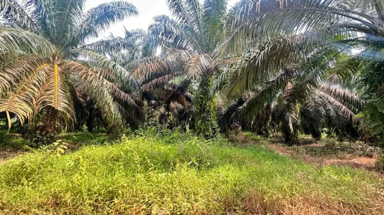 Sumsel Salurkan PSR 3.600 Hektare ke Delapan Kabupaten