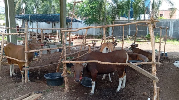 Pemeriksaan Hewan Kurban di Sumsel Diperketat Tahun Ini