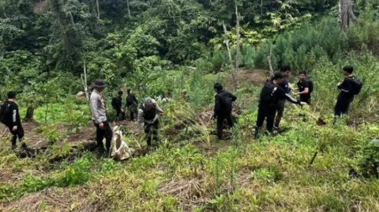 Polisi Bongkar Ladang Ganja 20 Hektare di Empat Lawang