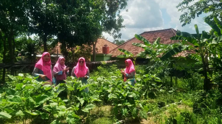 Kelompok Wanita Tani Patih Galung Bougenville Sulap Lahan Jadi Kebun Sayur