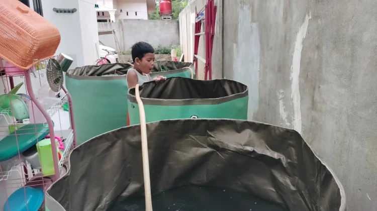 Budidaya Nila Rumahan Jadi Solusi Pangan Keluarga