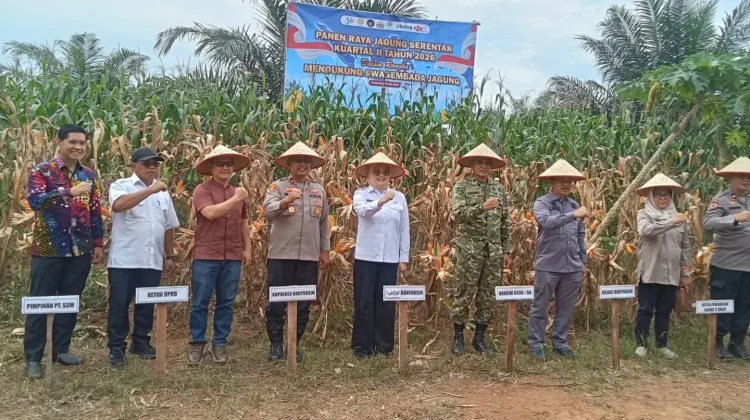 Dukung Swasembada Pangan, Banyuasin Panen Raya Jagung Serentak Nasional