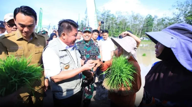 OKI Jadi Fokus Percepatan Tanam Padi Hadapi Ancaman El Nino 2026