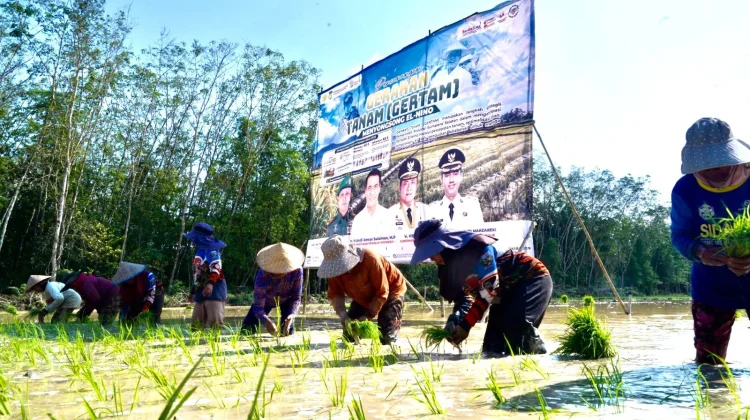 OKI Jadi Fokus Percepatan Tanam Padi Hadapi Ancaman El Nino 2026