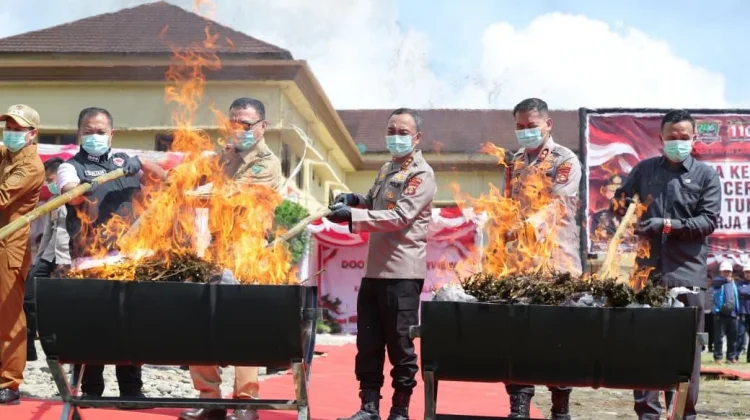 Dua Puluh Hektare Ladang Ganja di Kabupaten Pali Dimusnahkan