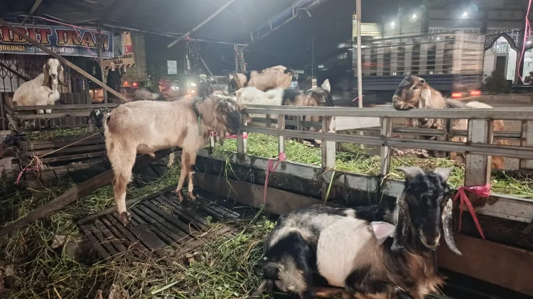 Penjualan Hewan Kurban di Banyuasin Masih Sepi