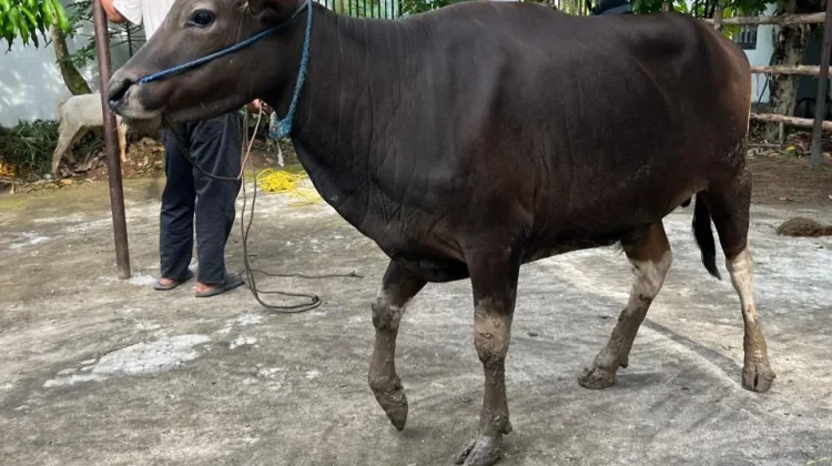 Tips Memilih Hewan Kurban yang Berkualitas agar Bermanfaat
