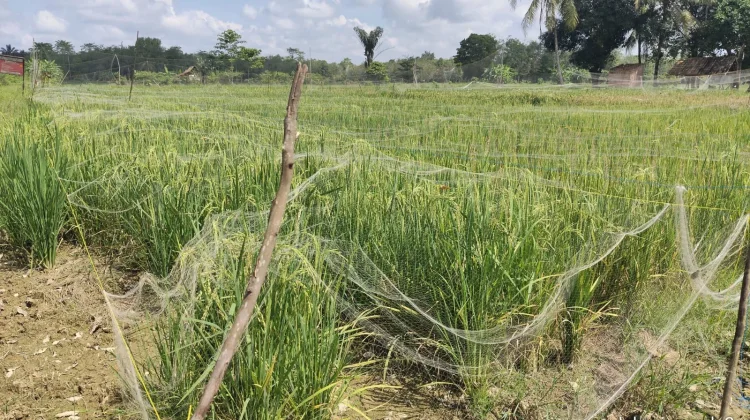 Lima Hektare Lahan Padi Oplah Desa Modong PALI Berhasil Panen