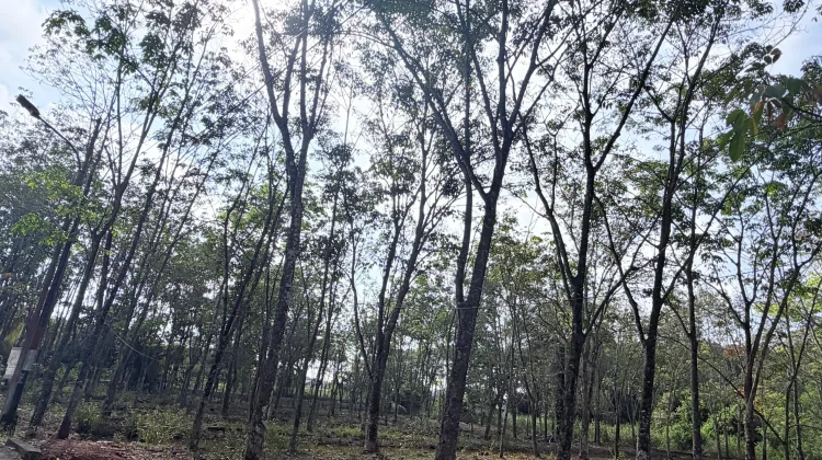 Harga Karet di Sumsel Terus Menunjukan Tren Positif