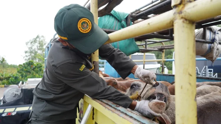 Barantin Perketat Pengawasan Hewan Kurban di Pelabuhan Tanjung Api-Api