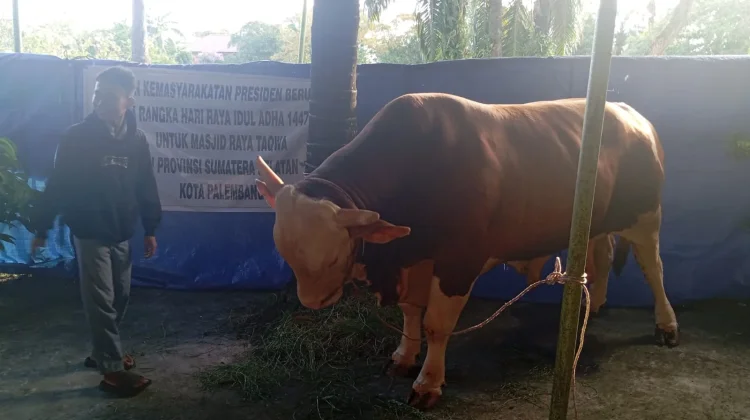 Arjuna, Sapi Kurban Presiden untuk Warga Sumsel Diserahkan ke Masjid Taqwa
