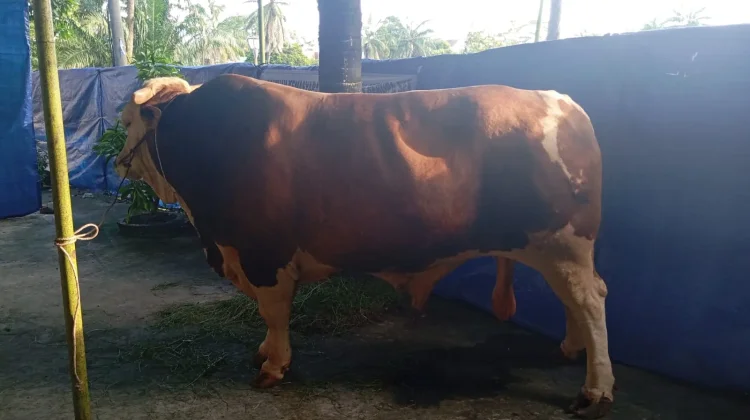 Arjuna, Sapi Kurban Presiden untuk Warga Sumsel Diserahkan ke Masjid Taqwa
