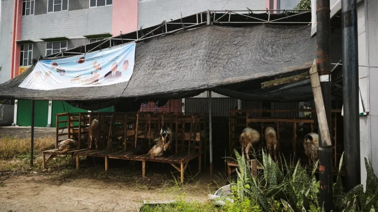 Penjualan Hewan Kurban di Palembang Meningkat Signifikan