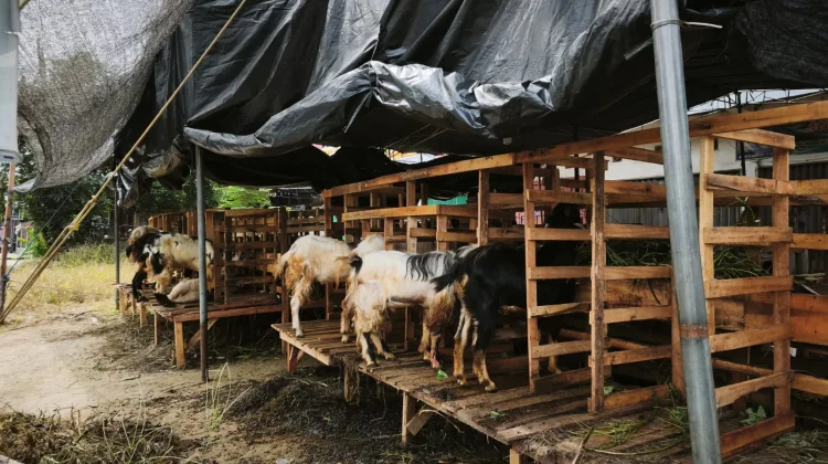 Penjualan Hewan Kurban di Palembang Meningkat Signifikan