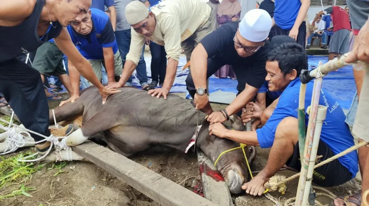 Lapas Sekayu Kurban 12 Hewan Iduladha 1447 Hijriah