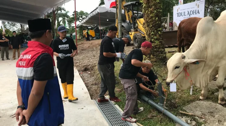 Pertamina EP Zona 4 Bagikan 112 Ekor Sapi dan 74 Ekor Kambing