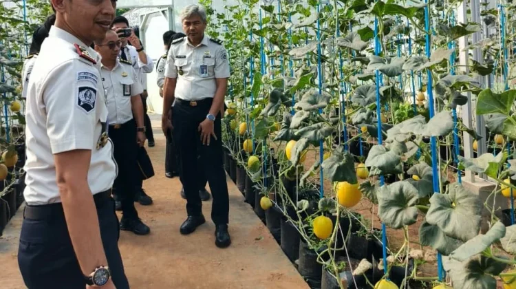 Rutan Kelas I Palembang Panen Melon, Dukung Ketahanan Pangan
