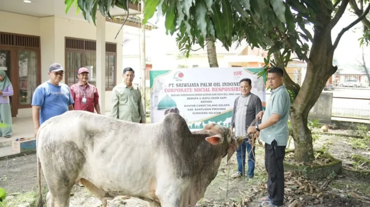 PT. SPOI Salurkan Sapi Kurban di Talang Kelapa