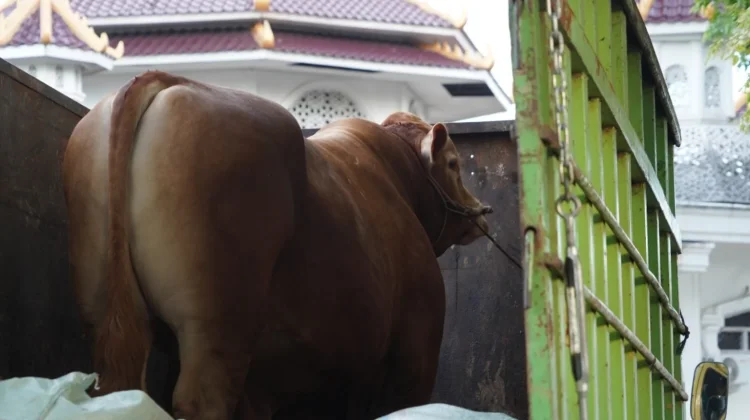 Sapi Kurban Seberat 1,1 Ton Bantuan Presiden Dibagikan ke Masyarakat OKI
