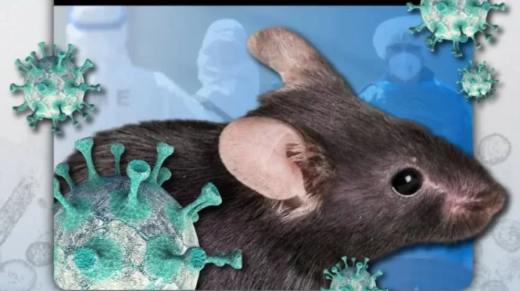 Pencegahan Hantavirus Dimulai dari Kebersihan Rumah Aman