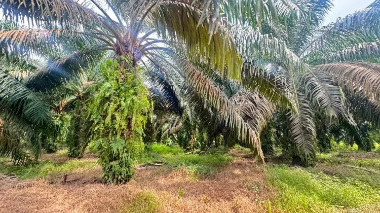 Forum Sawit Sumatera Selatan Imbau Petani Tingkatkan Produktivitas