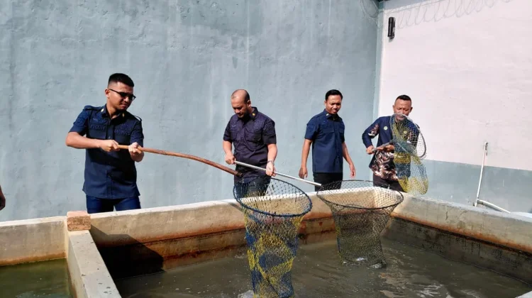 Dukung Program Ketahanan Pangan Nasional, Lapas Sekayu Panen Lele
