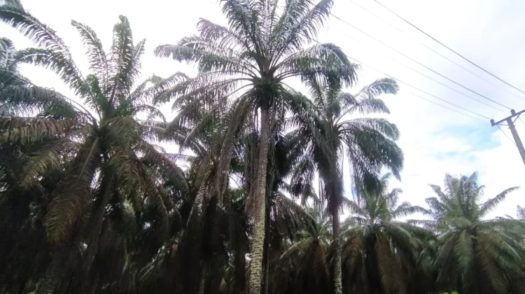 Harga Sawit Mulai Pulih, Petani dan Usaha Perkebunan di Banyuasin Raup Keuntungan