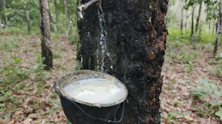 Harga Karet Naik, Petani Sumsel Diminta Jaga Mutu Produksi