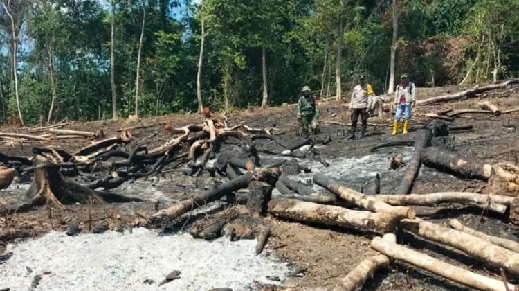 Deforestasi Ancam Lingkungan dan Percepat Perubahan Iklim Global