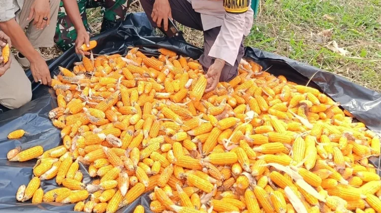 Dukung Ketahanan Pangan, Polsek Tanjung Batu Panen Jagung Bersama Masyarakat