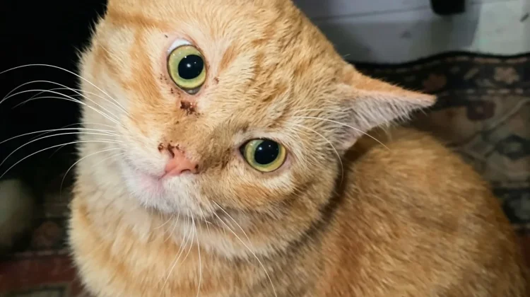 Tips Mengatasi Kucing Belekan