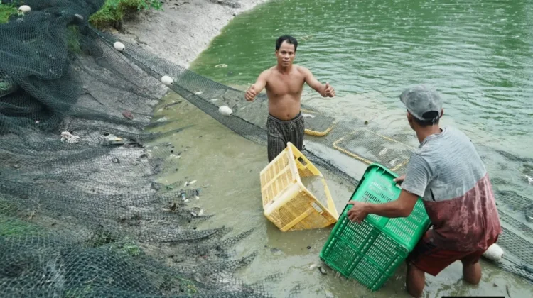 Kelompok Budidaya Ikan Banyuasin Produksi Pakan Mandiri