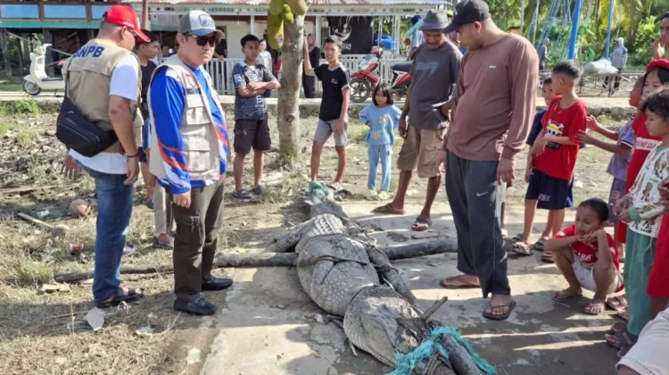 Buaya Muara Sepanjang Empat Meter Resahkan Warga Banyuasin