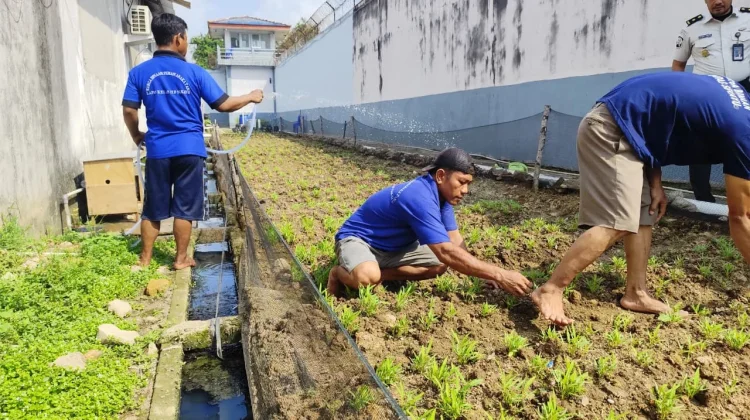 Warga Binaan Lapas Sekayu Rawat Kangkung Dukung Ketahanan Pangan