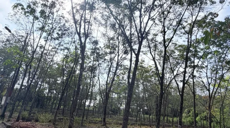Apkarindo Sumsel Imbau Petani Tidak Panik Hadapi Penurunan Harga Karet Dunia