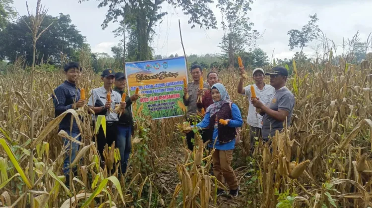Panen Jagung Bersama, Polsek Tanjung Batu Ogan Ilir Dukung Ketahanan Pangan