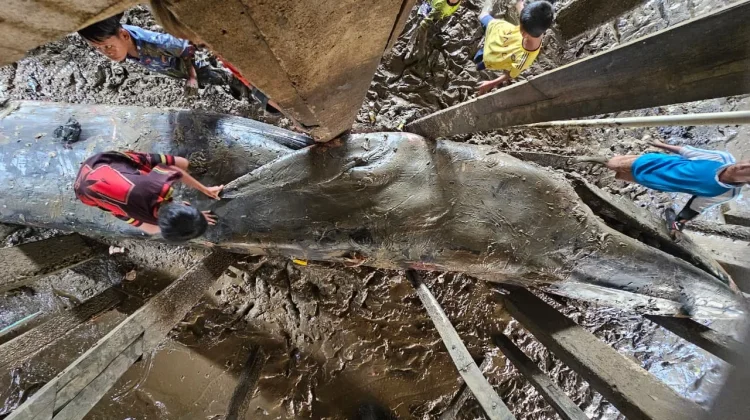Ditpolairud Polda Sumsel Evakuasi Paus Biru 13 Meter yang Terdampar di Banyuasin