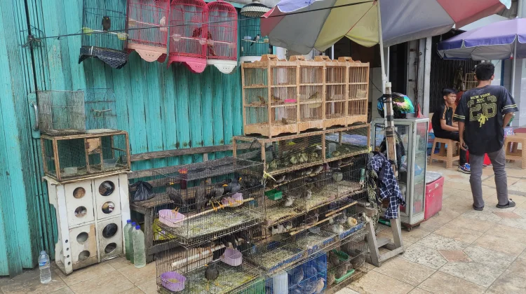 Daya Beli Menurun, Pedagang Burung Pasar 16 Ilir Palembang Tetap Bertahan