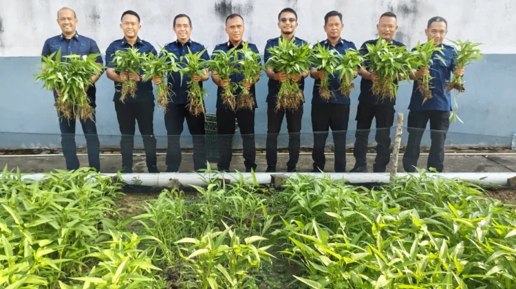 Lapas Sekayu Panen Kangkung, Wujudkan Ketahanan Pangan dan Kemandirian