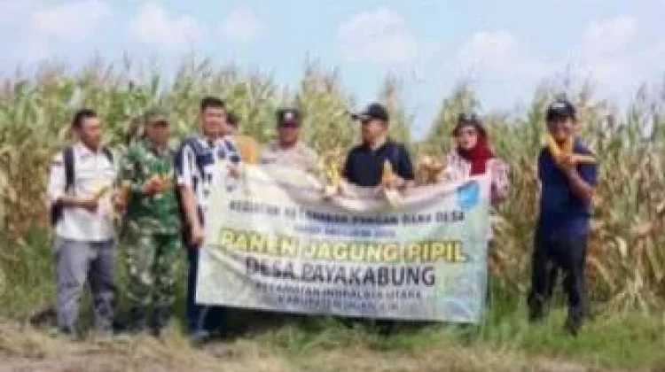 Bersama Polri, Kelompok Tani Mekar Jaya Ogan Olir Panen Raya Jagung