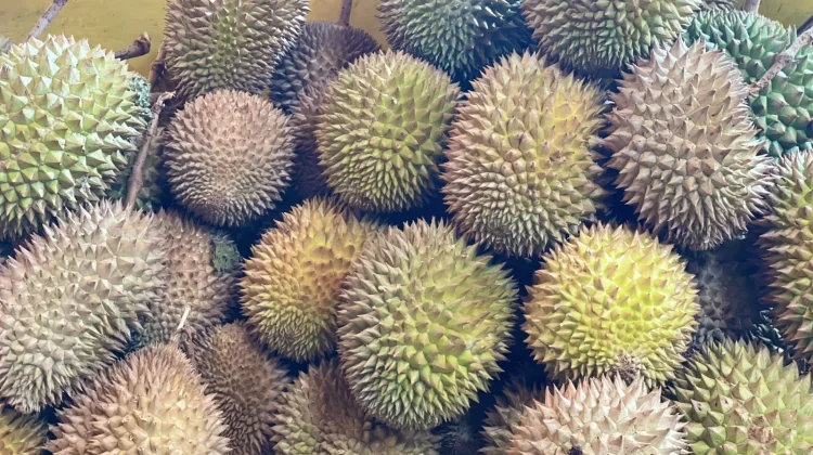 Waspada, Ini Dampaknya Bagi Tubuh bila Mengonsumsi Durian Berlebih