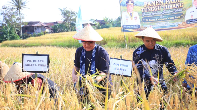 Gubernur Sumsel Herman Deru Dorong Produktivitas Padi Khas Semende Meningkat