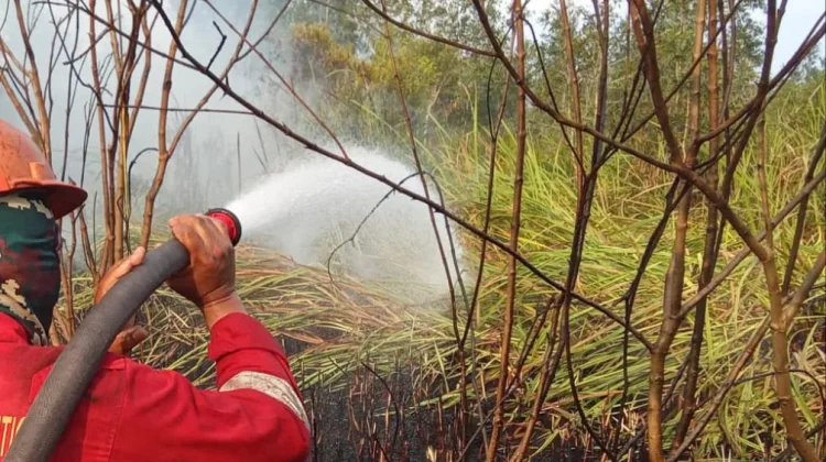 Atasi Karhutla di Sumsel, Kemenhut Lakukan Operasi Modifikasi Cuaca