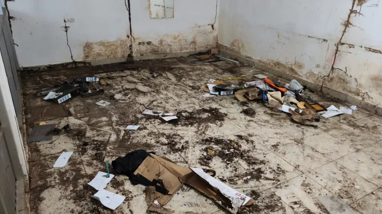 Cara Mengatasi Rayap pada Kayu agar Rumah Tetap Aman