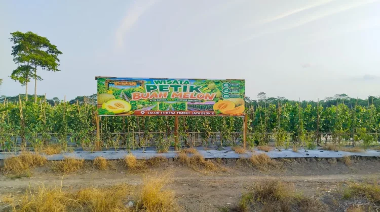 Wisata Petik Melon Muara Sugihan Tawarkan Edukasi dan Agrowisata