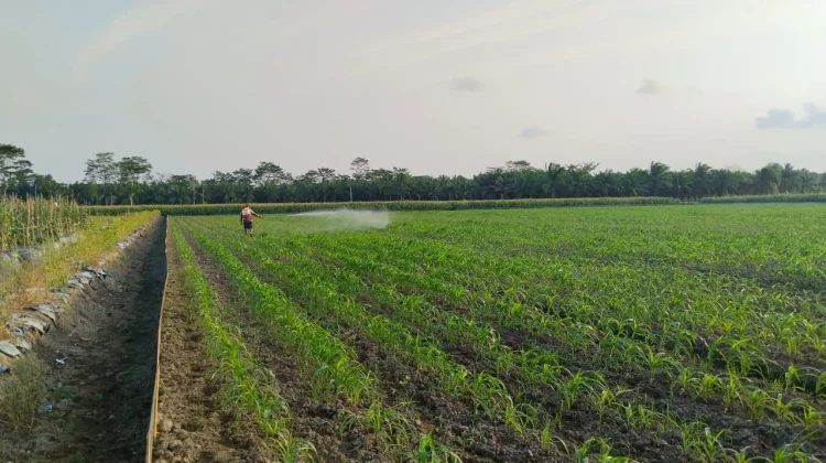 Petani Banyuasin Manfaatkan Musim Kemarau untuk Tanam Jagung