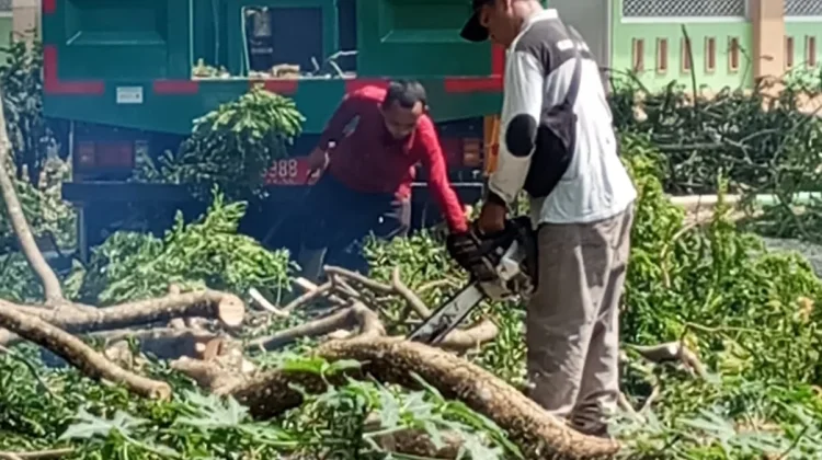 Lindungi Warga SMAN 2 Sekayu, Pemkab Muba Memangkas Pohon Rawan