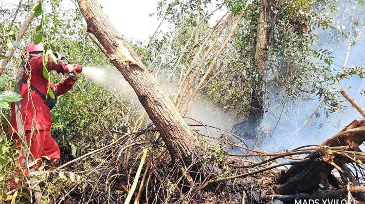 Karhutla Tulung Selapan OKI, Manggala Agni Tambah Dua Regu dari Jambi