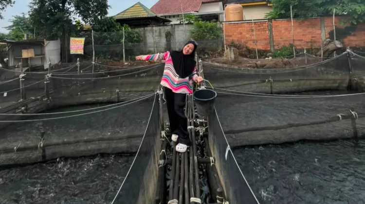 Intip Rahasia Caha Ciya Group Kelola 100 Kolam Lele Modern